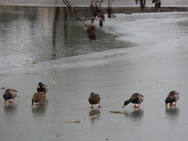 Mi a jég hátán is megélünk!