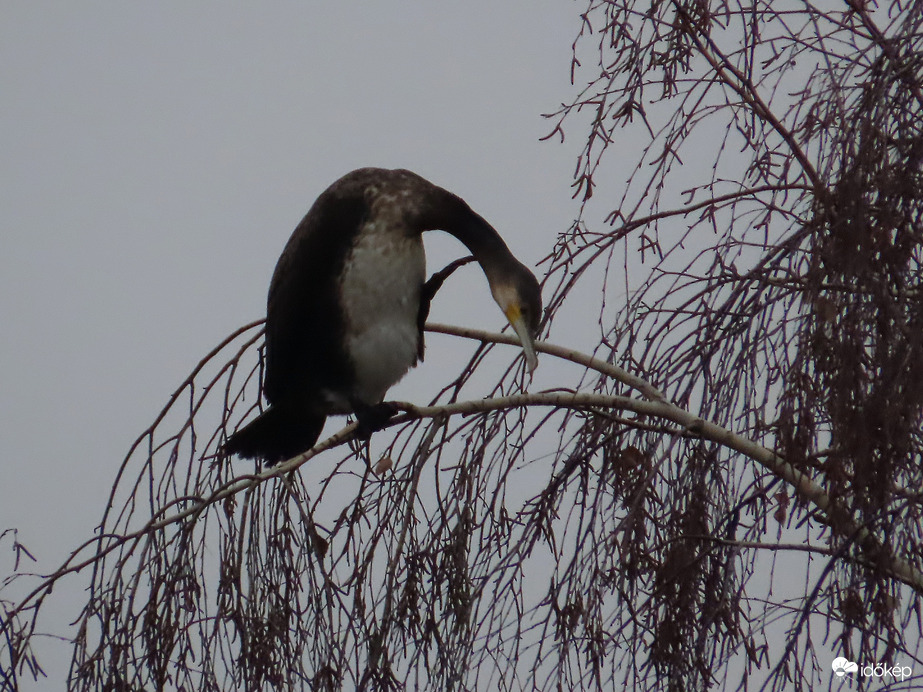 Halfigyelő szolgálat!