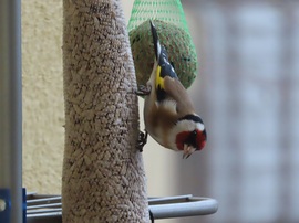 Fejjel lefelé lógva is tudok enni!