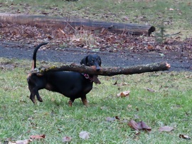 A bot viszi a kutyát!