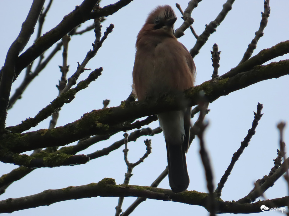 Szélborzolta frizurával