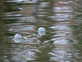 Ágról lehulló ködcseppek