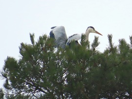 Szárnyakat behúzni!