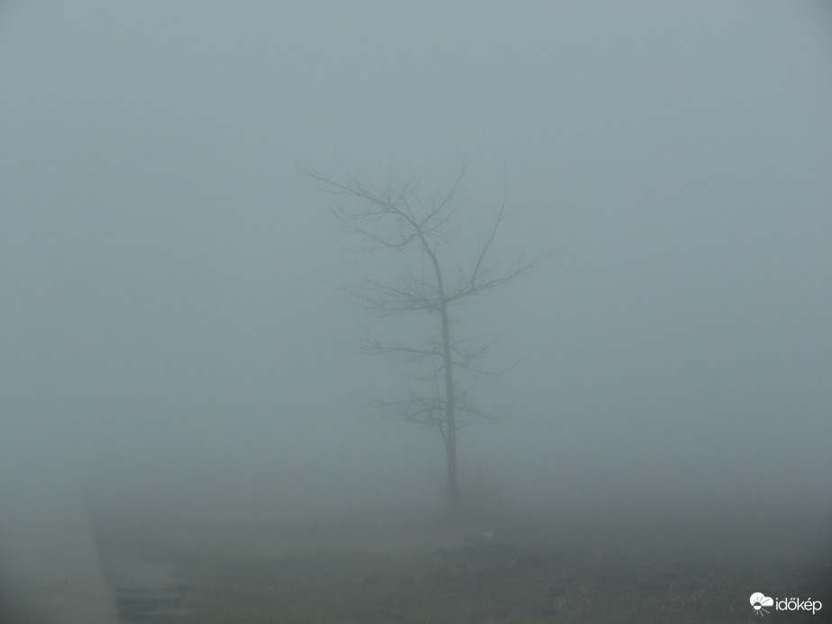 Magányos fácska a ködben