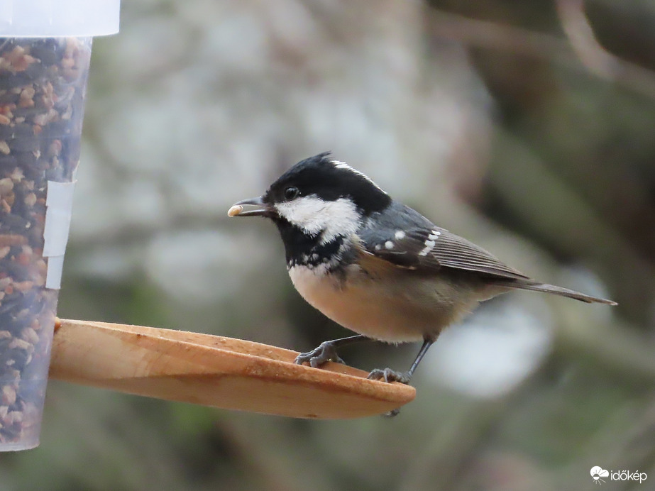 Új vendég az etetőn