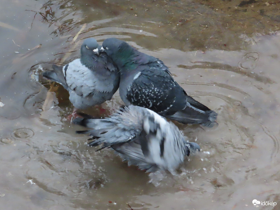 Gyorsan adj egy puszit, míg ne figyel!