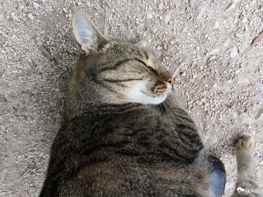 A hízelgés nagymestere