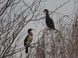 Taktikai megbeszélés
