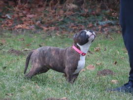 Várom a jutifalatot, mert ügyes voltam!