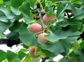 Ginkgo biloba termése