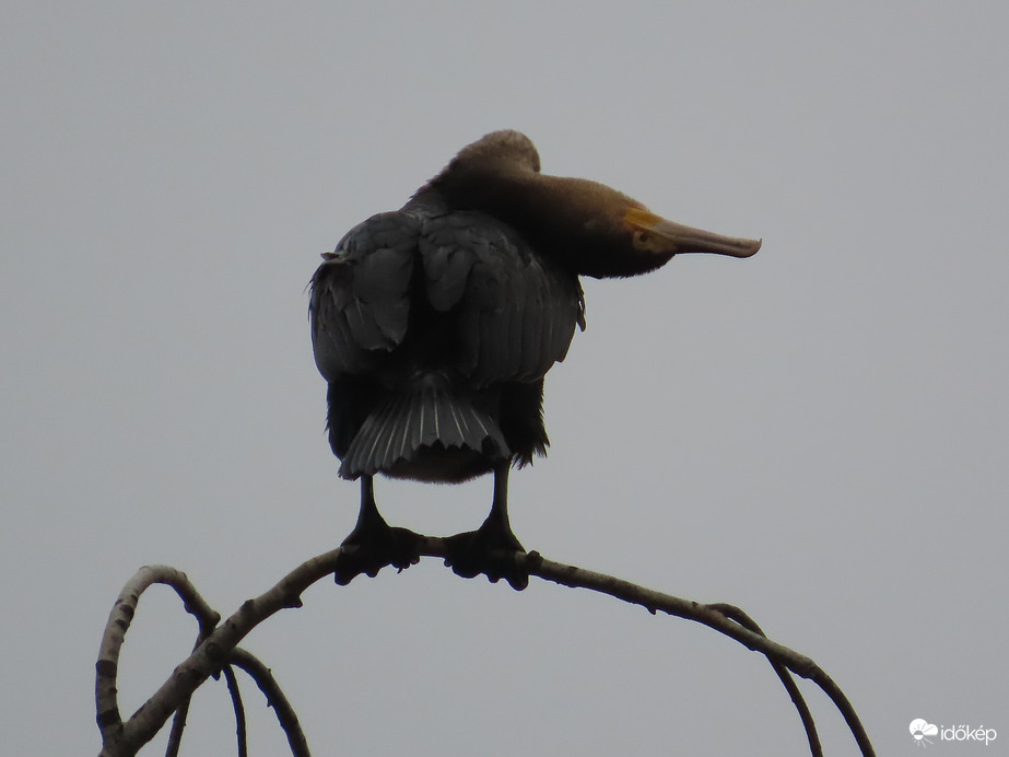 Nyakatekert tollászkodás