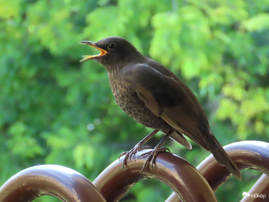 Mondd azt, hogy ááá...!