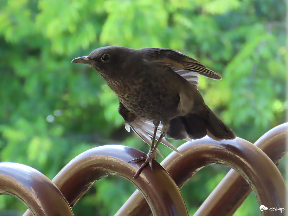 Szárnytorna a rácson