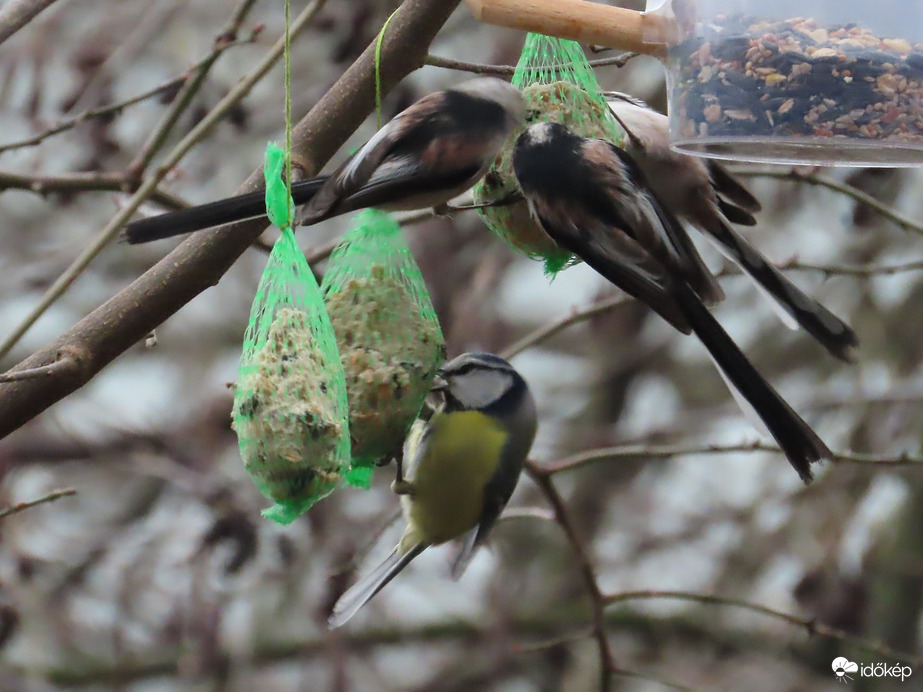 Nagy a forgalom a cinkegolyókon