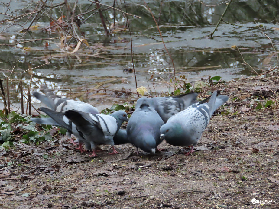 A galambok észrevették a kiöntött vizes magot
