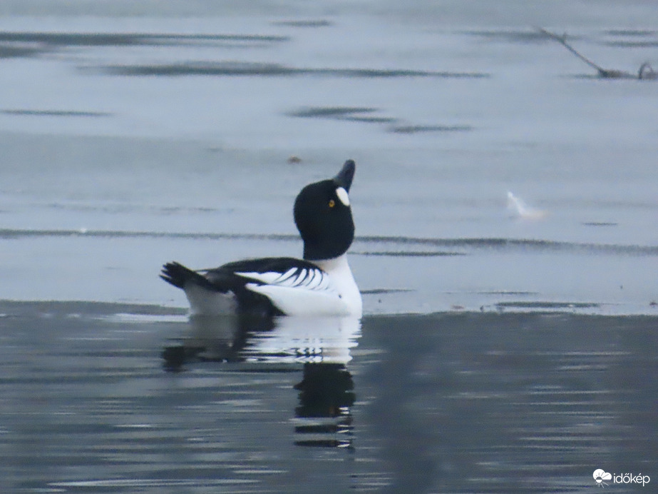 Kik repülnek a magasban?