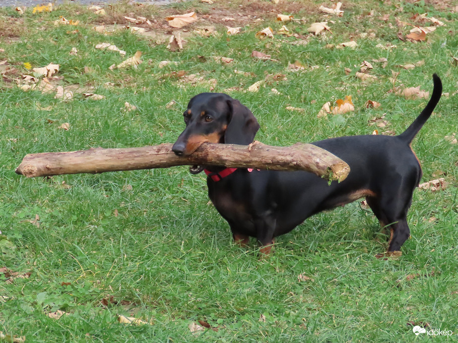 A bot viszi a tacsit!