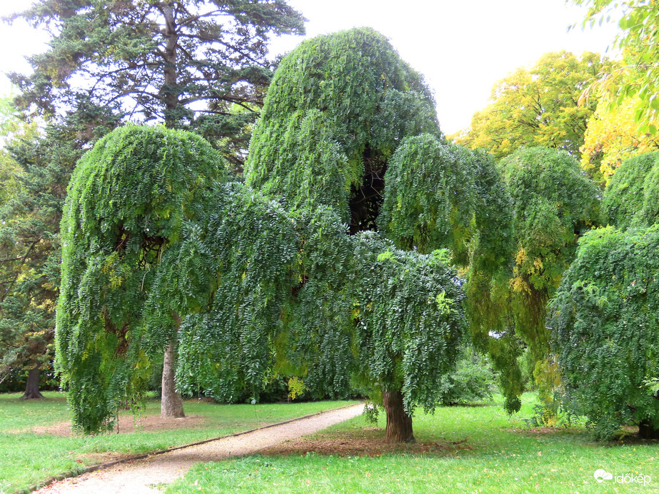 Érdekes formájú fa
