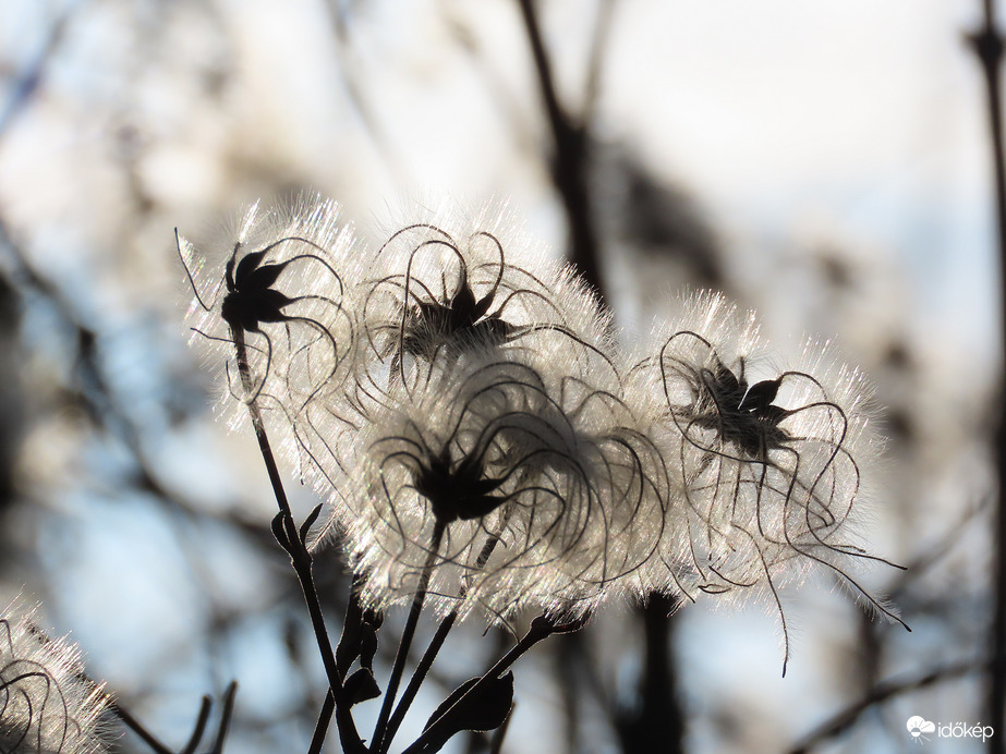 Fényben fürdő Erdei iszalag