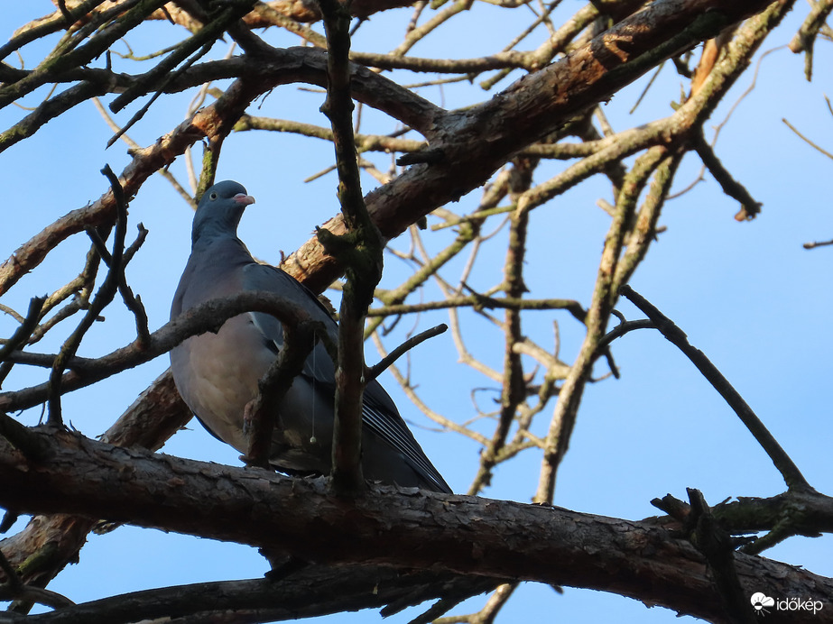 Örvös galamb a kopasz fán
