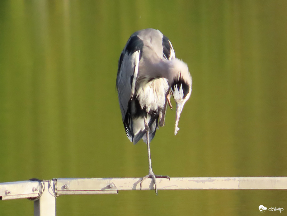Viszket! Megvakarom!