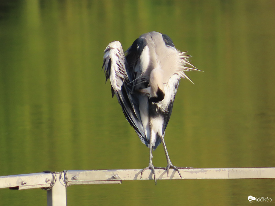 Nyakatekert tollászkodás
