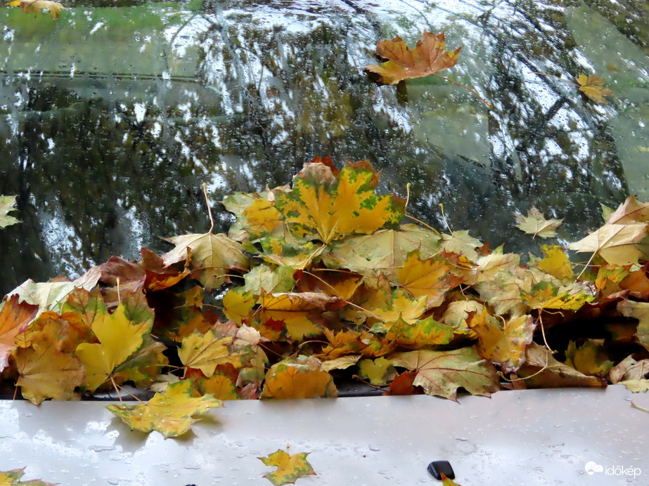 Levélgyűjtemény a szélvédőn