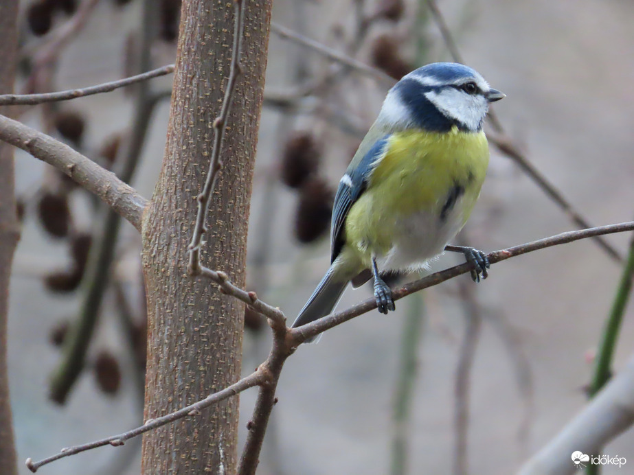 Óriási madárforgalom a Csónakázó-tó szigetén: Kék cinege