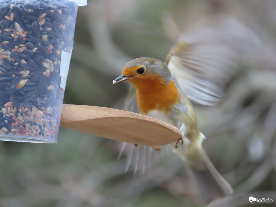 Óriási madárforgalom a Csónakázó-tó szigetén: Vörösbegy