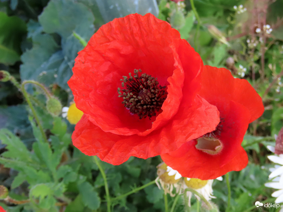 Pipacsok októberben