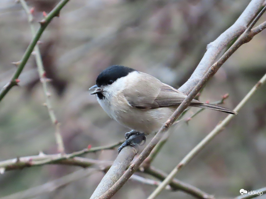 Óriási madárforgalom a Csónakázó-tó szigetén: Barátcinege