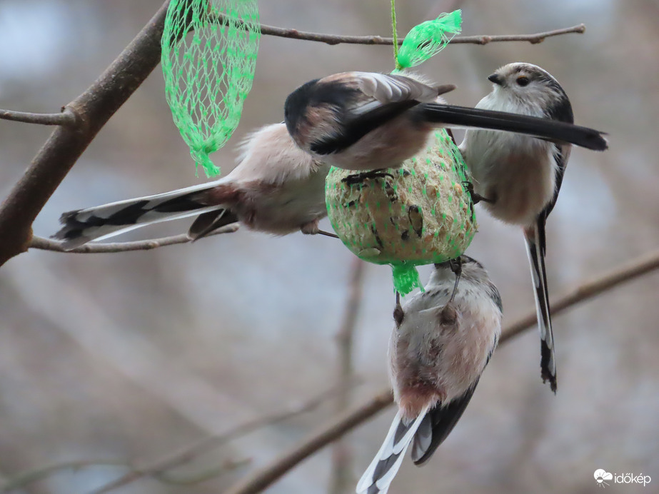 Óriási madárforgalom a Csónakázó-tó szigetén: Őszapók