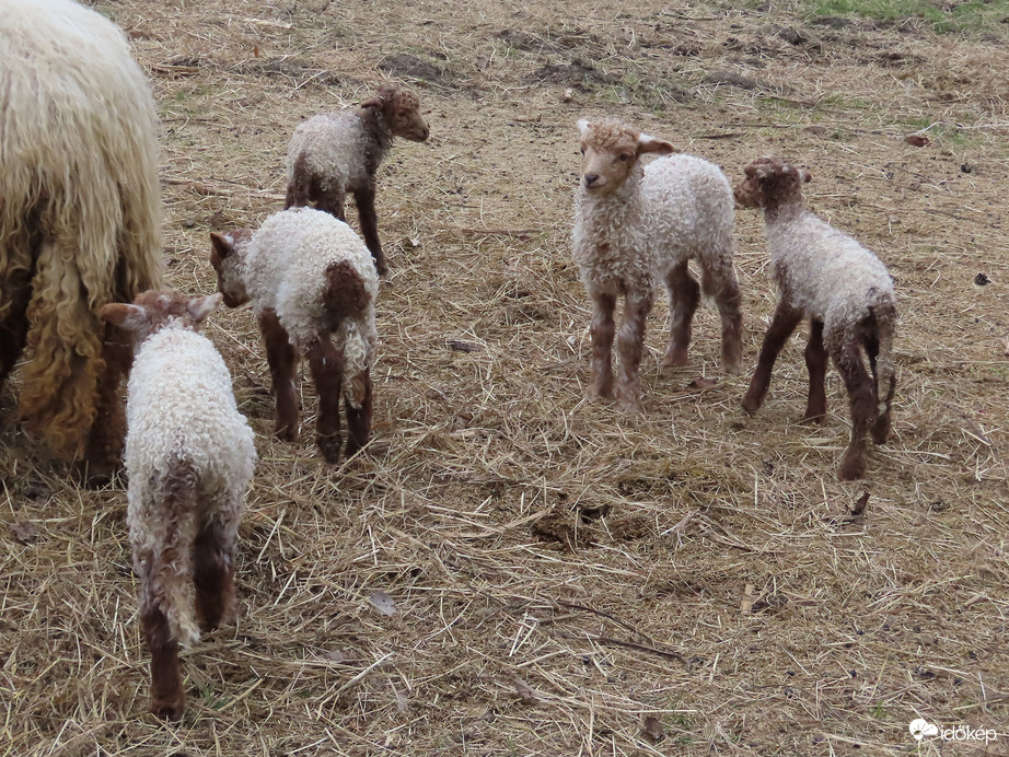 Kisbárányok születtek a Falumúzeumban (Vasi Skanzen)