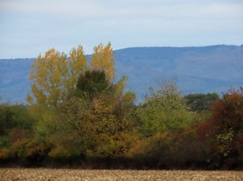 Őszi reggel
