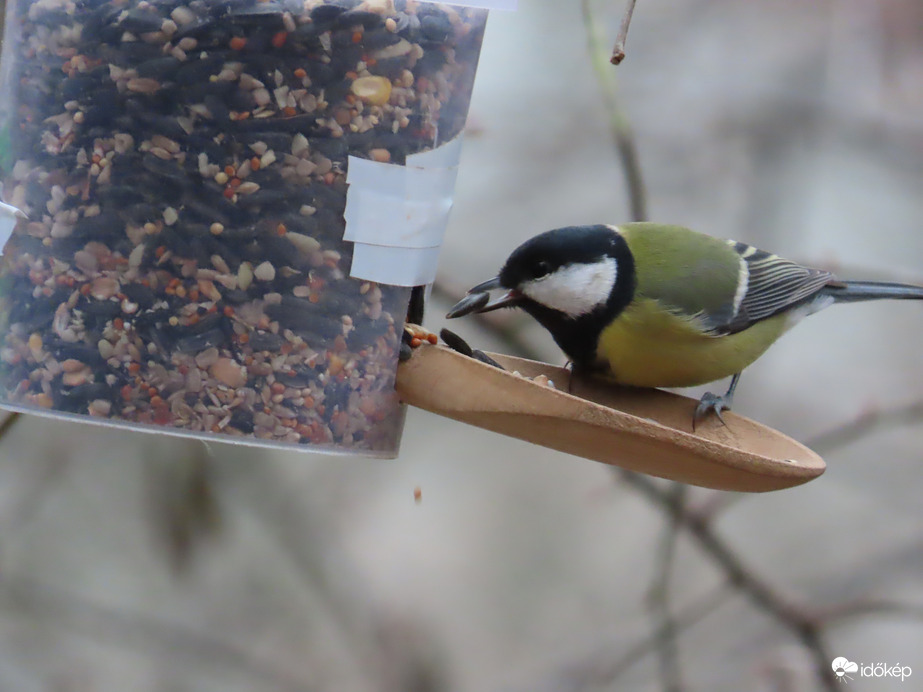 Szeretem a napraforgót...