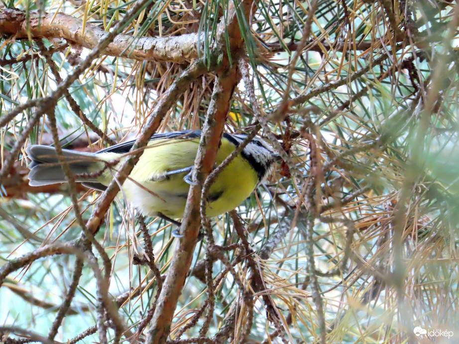 Kékcinege alulnézetből