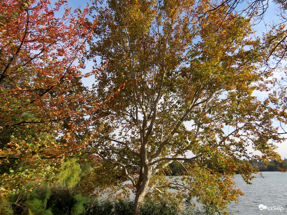 Platán a Csónakázó-tó partján
