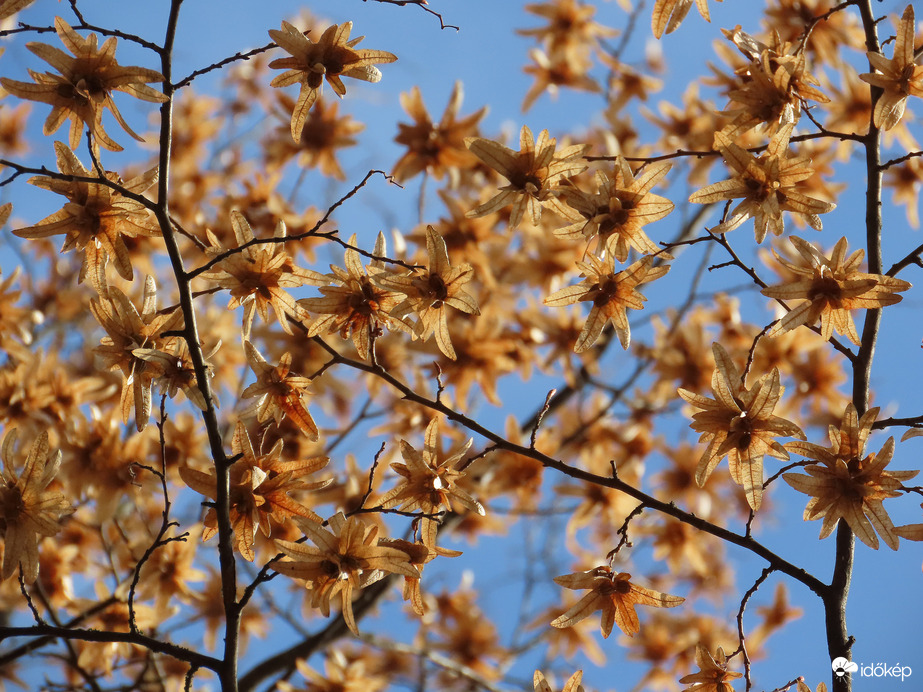 Már csak a termések vannak a fán