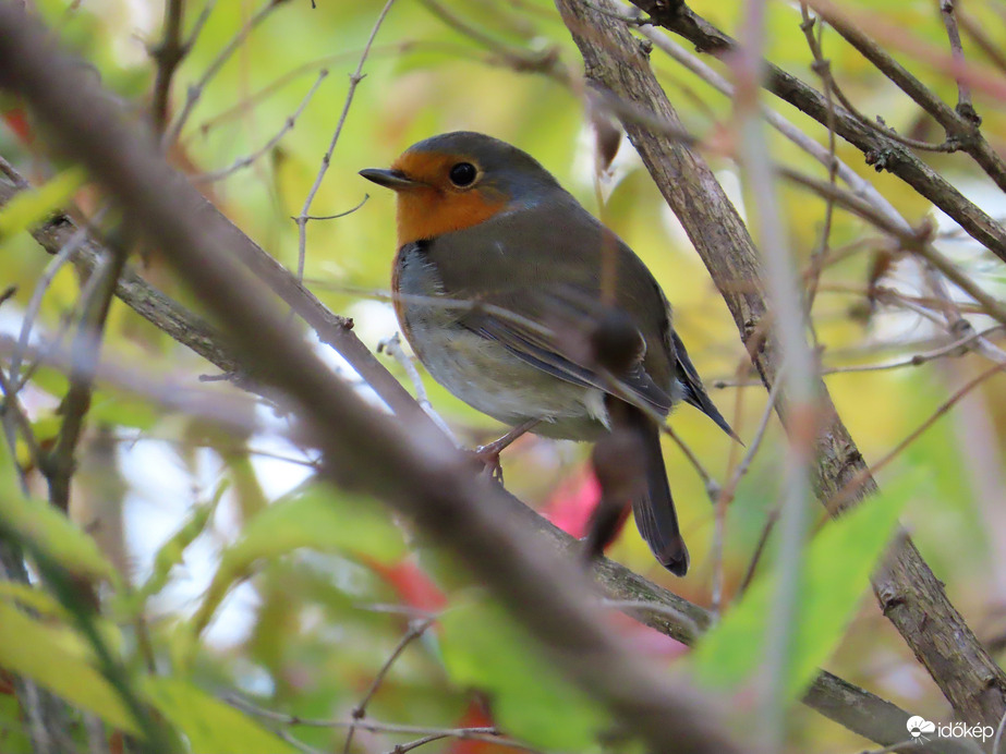 Elbújtam, de megtaláltál!