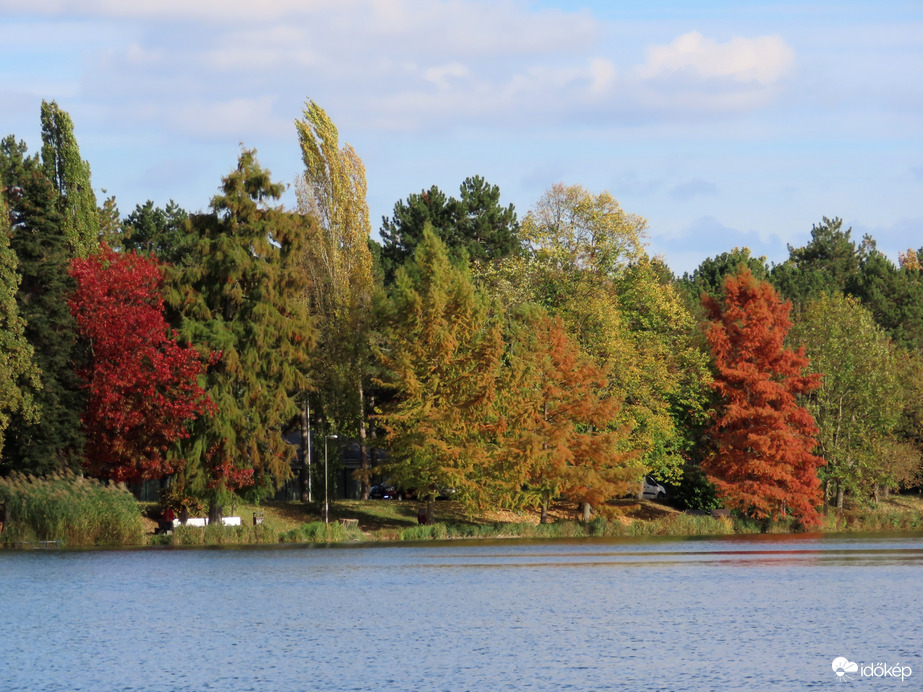 Vöröslő fák a tóparton