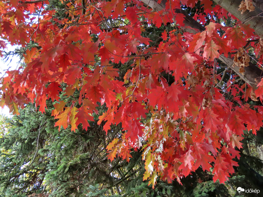 Vörös tölgy fenyővel