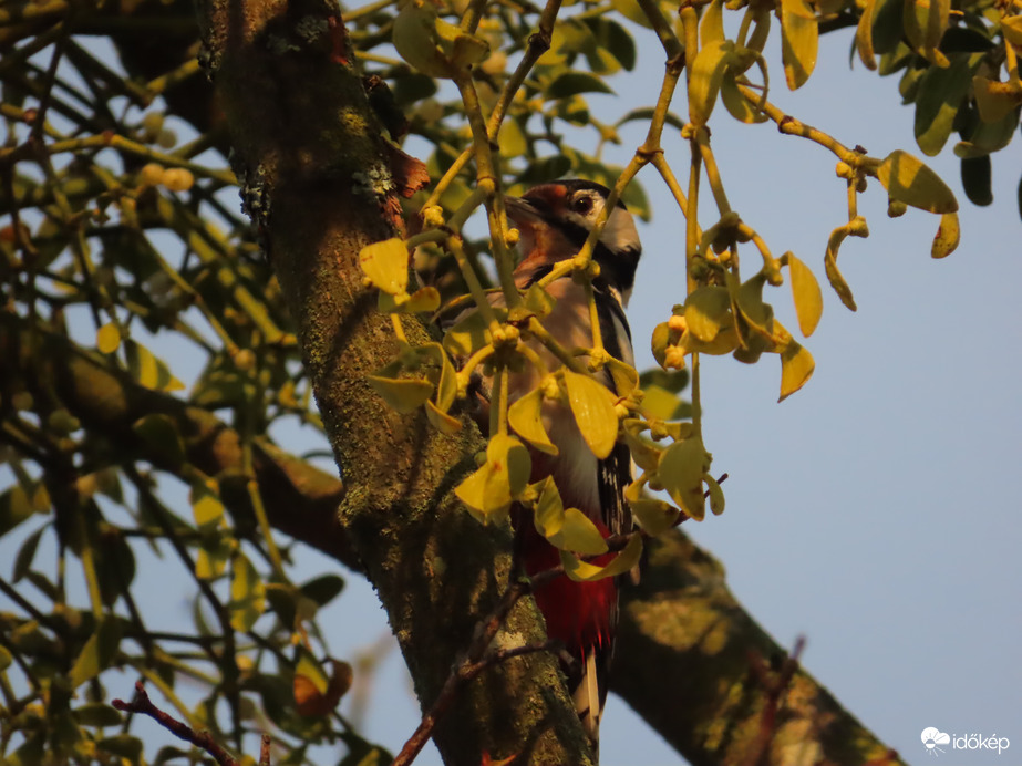 A Fagyöngy mögött beteg a fa