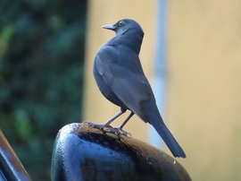 Szoborrá változtam!