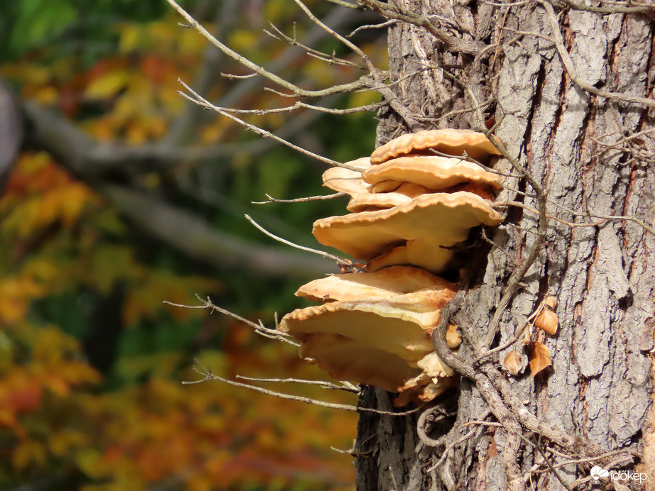 Őszi délután a Kámoni Arborétumban