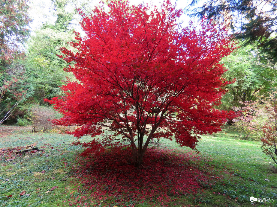 Őszi délután a Kámoni Arborétumban