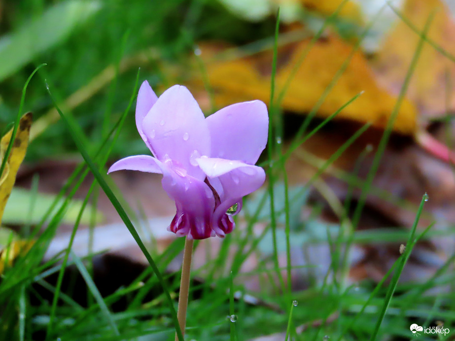 Őszi délután a Kámoni Arborétumban
