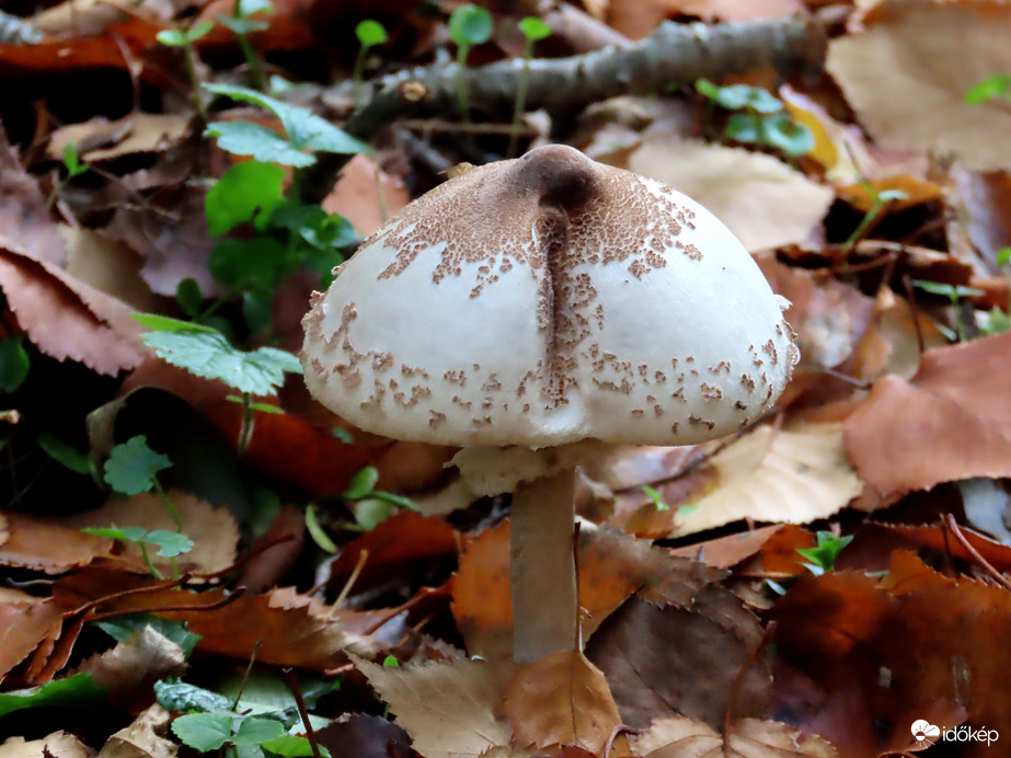Őszi délután a Kámoni Arborétumban