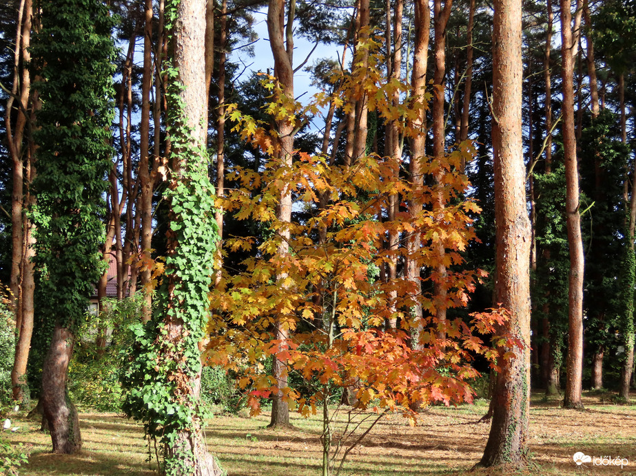 Őszi délután a Kámoni Arborétumban