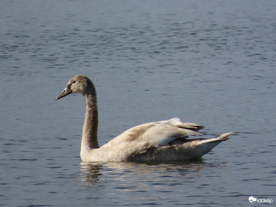 Fiatal hattyú a víztározón
