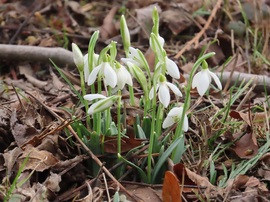 A sziget hóvirágai